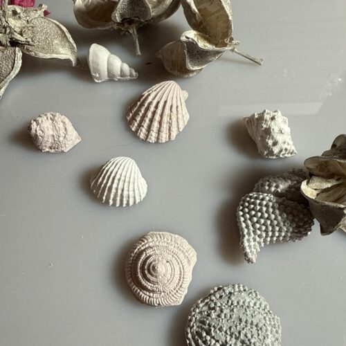 8 Muscheln klein