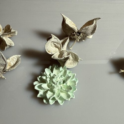 Blume