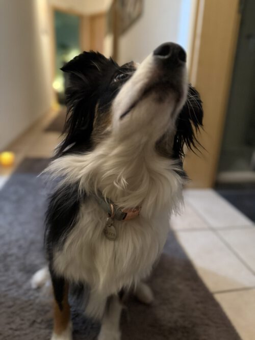 Schlüsselanhänger / Hundemarken aus Metall mit individueller Wunschgravur – Bild 2